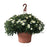 Hanging Basket Mum, 12-Inch Pot