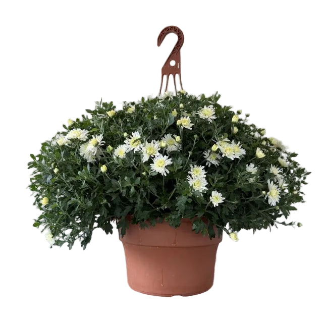 Hanging Basket Mum, 12-Inch Pot