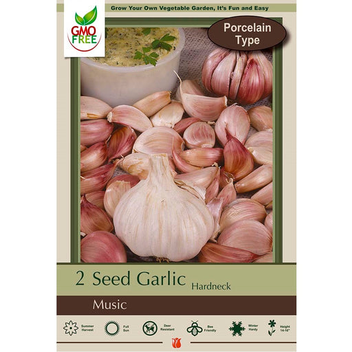 Hardneck Garlic, Porcelain Type - Music- 2 Pack