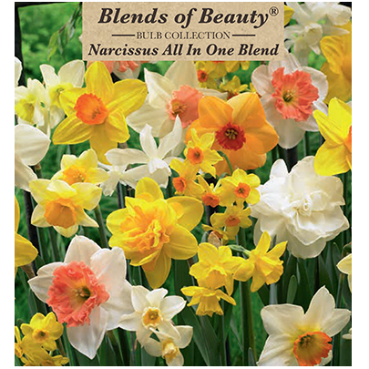 Narcissus Bulbs - All In One Mixture Daffodils, Pack of 12