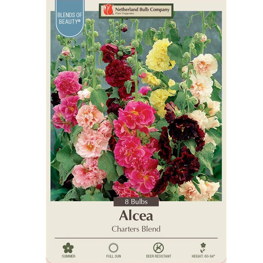 Hollyhock (Alcea rosea) 'Charters Mixture' 8-Count Bulbs