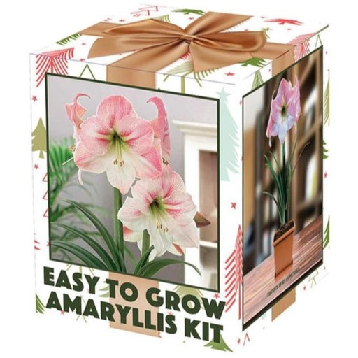 Apple Blossom Amaryllis Bulb Kit