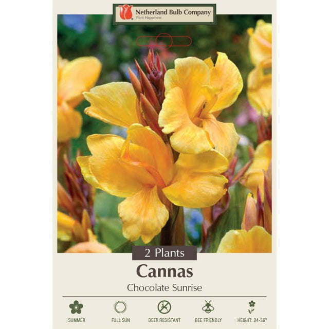 Canna Lily 'Chocolate Sunrise' Pack of 2 Rhizomes