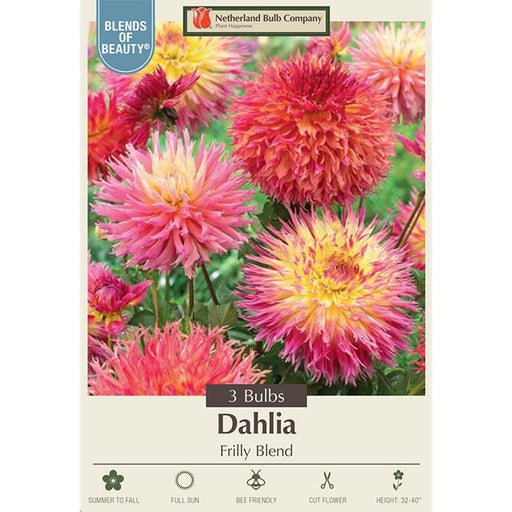 Dahlia Fimbriata 'Frilly Blend' Mixture, Pack of 3 Tubers