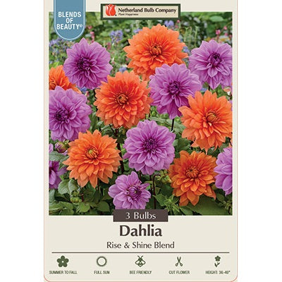 Dahlia Decorative 'Rise & Shine Blend' Mixture, Pack of 3 Tubers