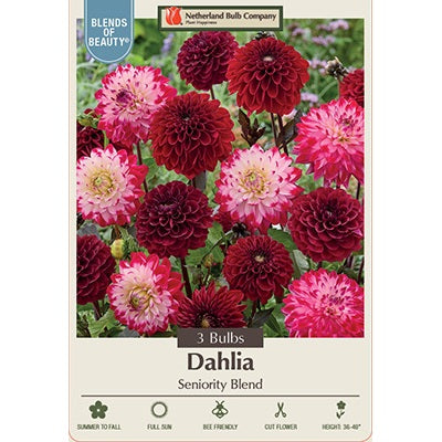 Dahlia Decorative 'Seniority Blend' Mixture, Pack of 3 Tubers