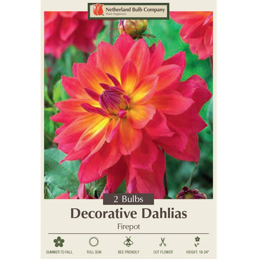Dinner Plate Dahlia 'Firepot'- Pack of 2 Tubers