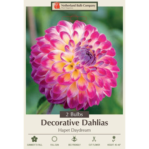 Dahlia Decorative 'Hapet Daydream' Pack of 2 Tubers