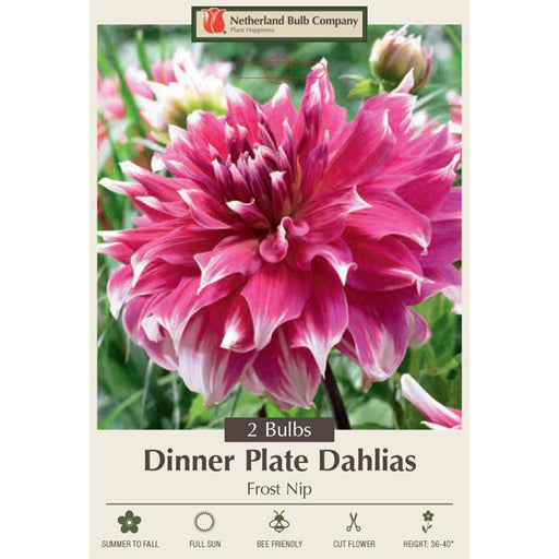 Dinner Plate Dahlia 'Frost Nip'- Pack of 2 Tubers