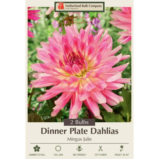Dahlia Dinner Plate Cactus 'Mingus Julie' - Pack of 2 Tubers
