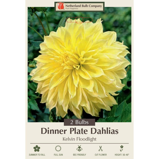Dinner Plate Dahlia 'Kelvin Floodlight'- Pack of 2 Tubers