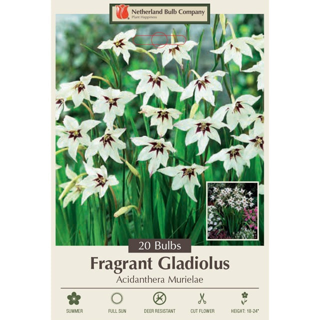 Fragrant Gladiolus Acidanthera 'Murielae' 20-Count Corms