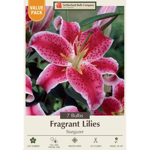 Stargazer Fragrant Lilies 7-Bulbs Value Pack