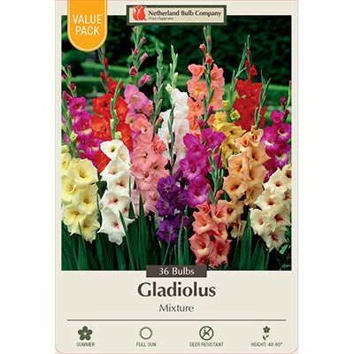 Gladiolus Large Flowering 'Mixture' Value Pack of 36 Corms