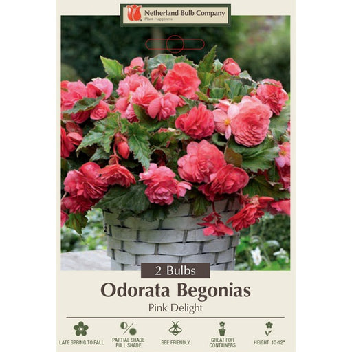 Odorata Begonias 'Pink Delight' Pack of 2 Tubers