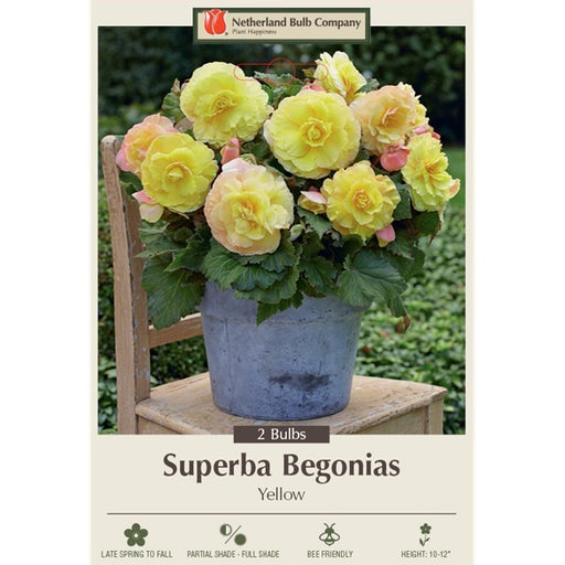 Begonia Superba 'Yellow' Pack of 2 Tubers