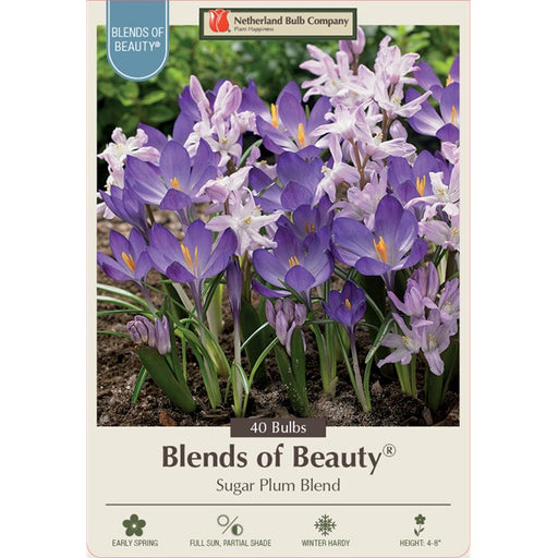 Crocus & Chionodoxa Blend 'Sugar Plum Blend' - Pack of 40 Bulbs