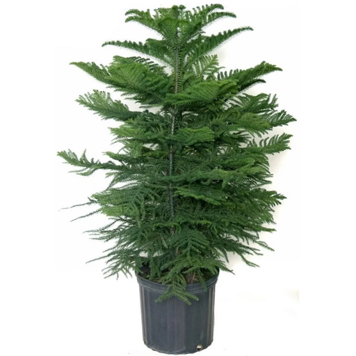 Small Living "Christmas" Tree- 10" Pot Norfolk Island Pine Tree