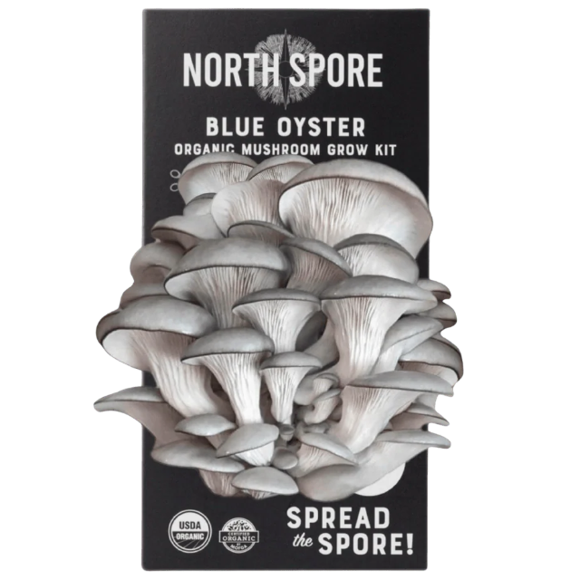 Blue Oyster ‘Spray & Grow’ Organic Mushroom Growing Kit