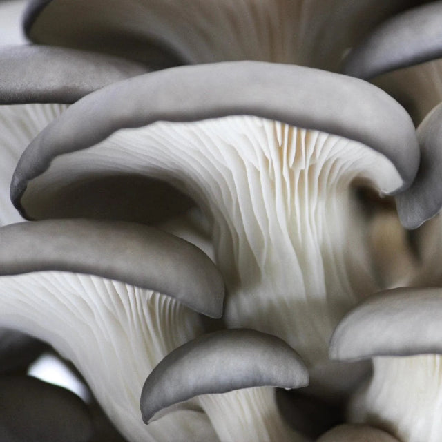 Blue Oyster ‘Spray & Grow’ Organic Mushroom Growing Kit