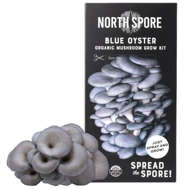 Blue Oyster ‘Spray & Grow’ Organic Mushroom Growing Kit