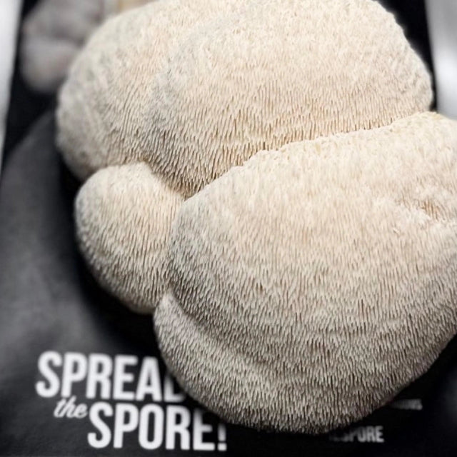 Lion's Mane ‘Spray & Grow’ Organic Mushroom Growing Kit