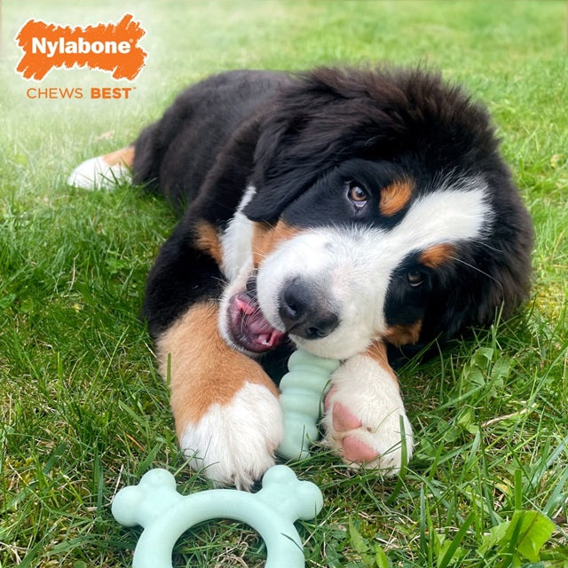 Nylabone Puppy Sensory Material Teething Ring