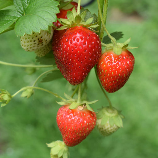 Strawberry Plant 6-Pack
