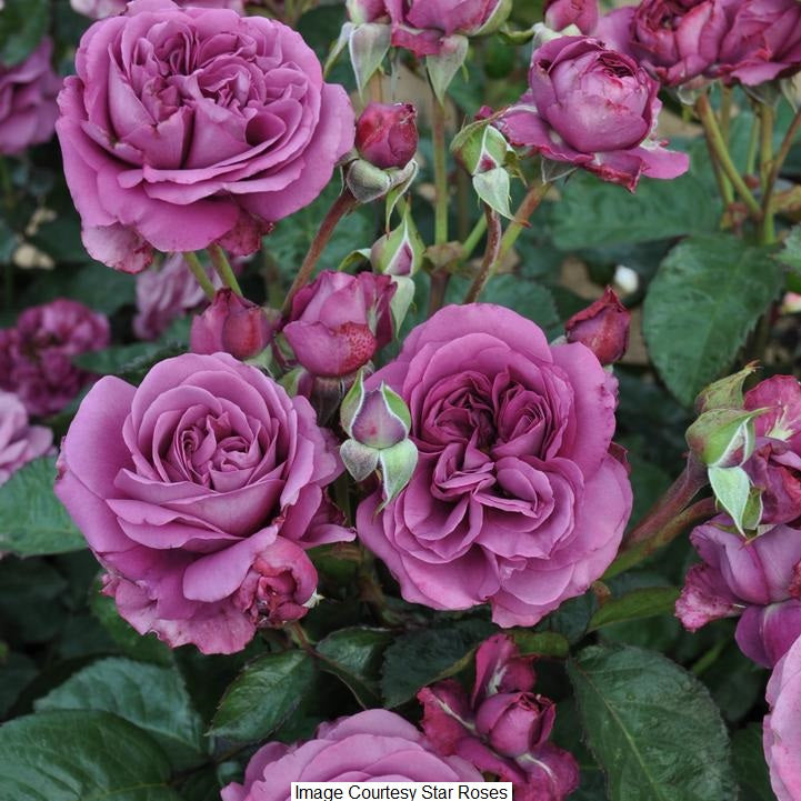 Sunbelt Plum Perfect Floribunda Rose, 2-Gallon