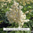 Deutschland Astilbe, 1-Gallon