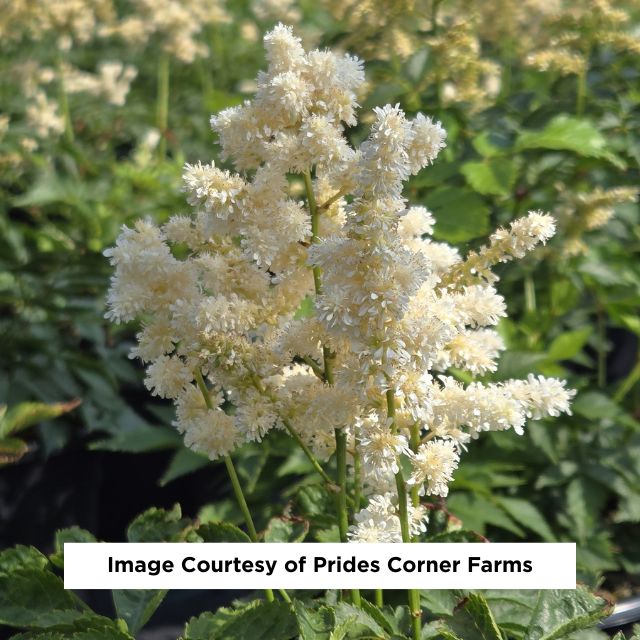 Deutschland Astilbe, 1-Gallon