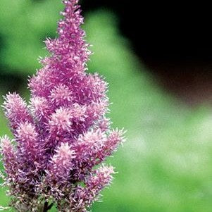 Pumila Chinese Astilbe, 1-Gallon