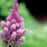 Pumila Chinese Astilbe, 1-Gallon