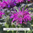 Leading Lady Plum Bee Balm, 1-Gallon