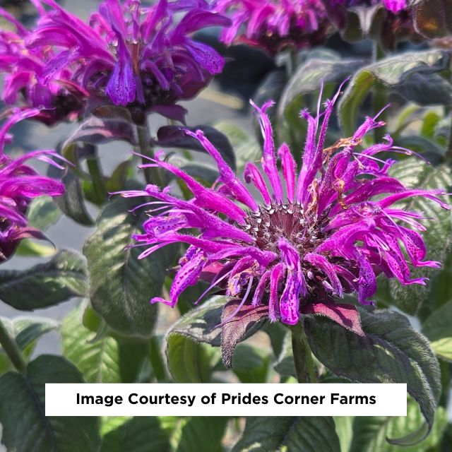 Leading Lady Plum Bee Balm, 1-Gallon