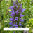 Blue Cardinal Flower, 1-Gallon