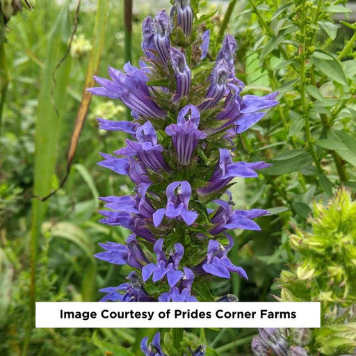Blue Cardinal Flower, 1-Gallon