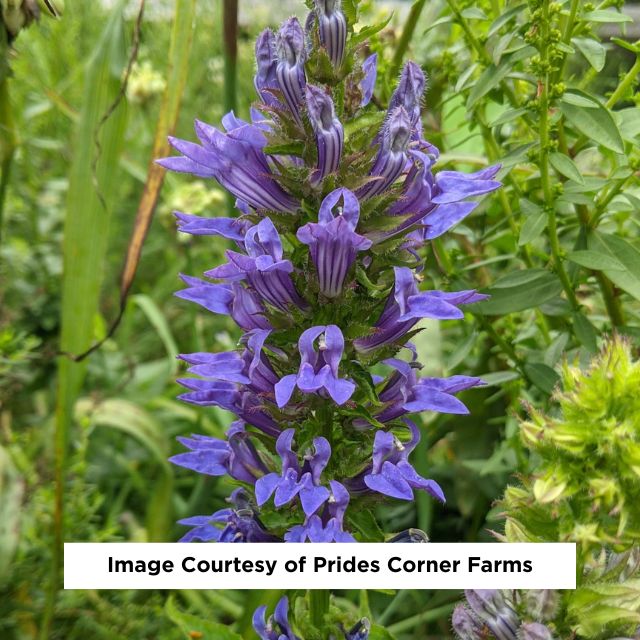 Blue Cardinal Flower, 1-Gallon