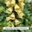 Carillion Foxglove, 1-Gallon