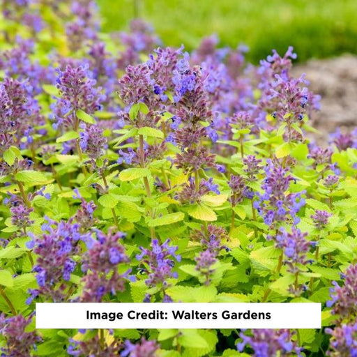 Lemon Purrfection Catmint, 1-Gallon