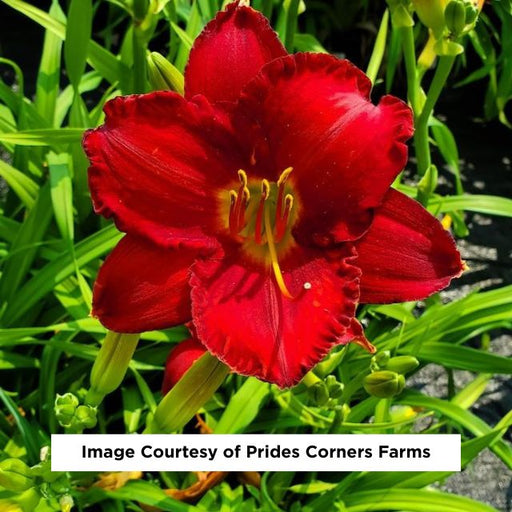 Chicago Apache Daylily, 1-Gallon