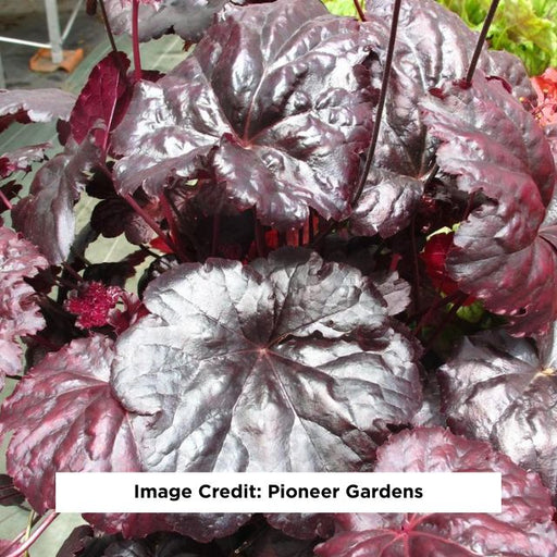 Black Sea Coral Bells, 1-Gallon