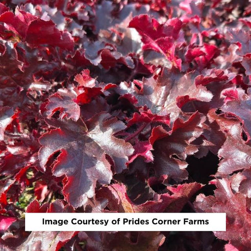 Cherry Truffles Coral Bells, 1-Gallon