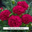 Fruit Punch® Cranberry Cocktail Dianthus, 1-Gallon