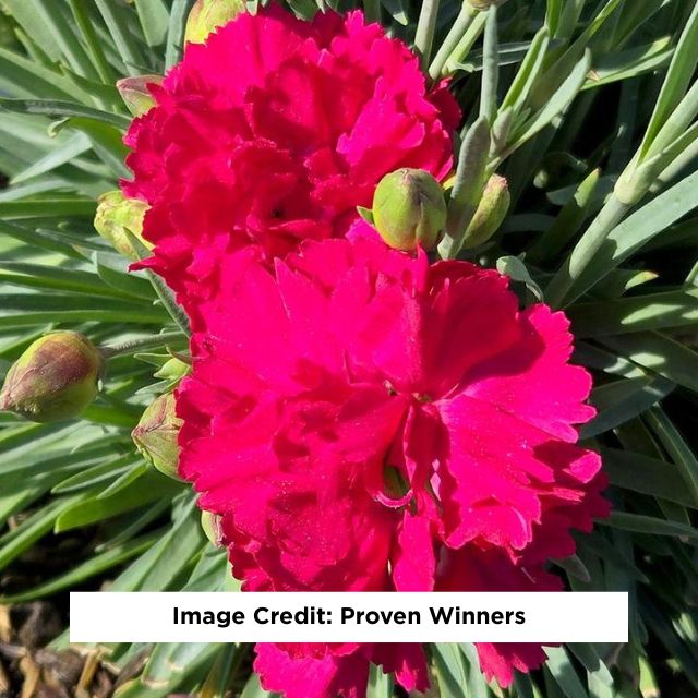 Fruit Punch® Cranberry Cocktail Dianthus, 1-Gallon