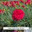 Fruit Punch® Cranberry Cocktail Dianthus, 1-Gallon