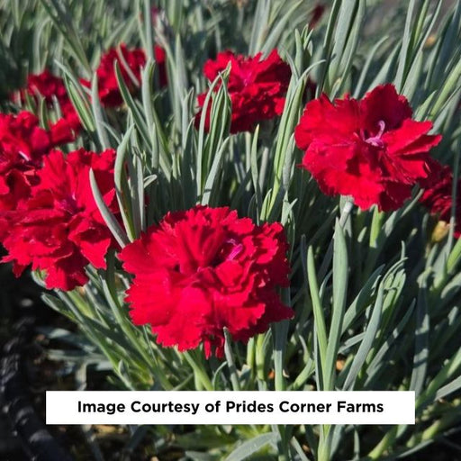 Fruit Punch® Maraschino Dianthus hybrid, 1-Gallon