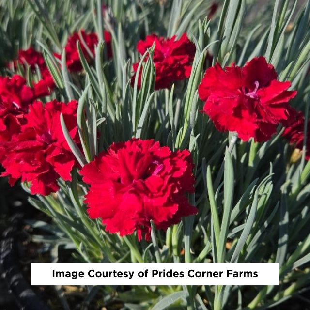 Fruit Punch® Maraschino Dianthus, 1-Gallon