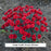 Fruit Punch® Maraschino Dianthus, 1-Gallon