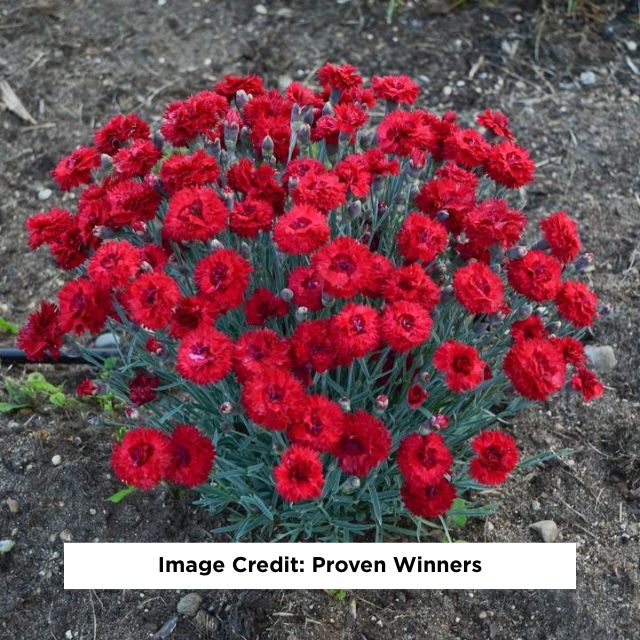 Fruit Punch® Maraschino Dianthus, 1-Gallon